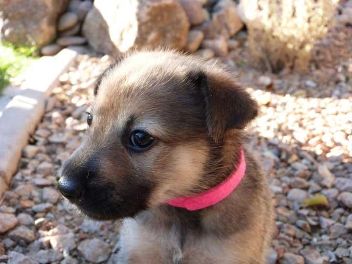 chinook dog